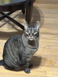 Lost Male Cat last seen Grove Ave/Stafford Avenue , Bristol, CT 06010