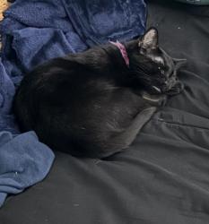 Lost Female Cat last seen Palomino bend , San Antonio, TX 78254