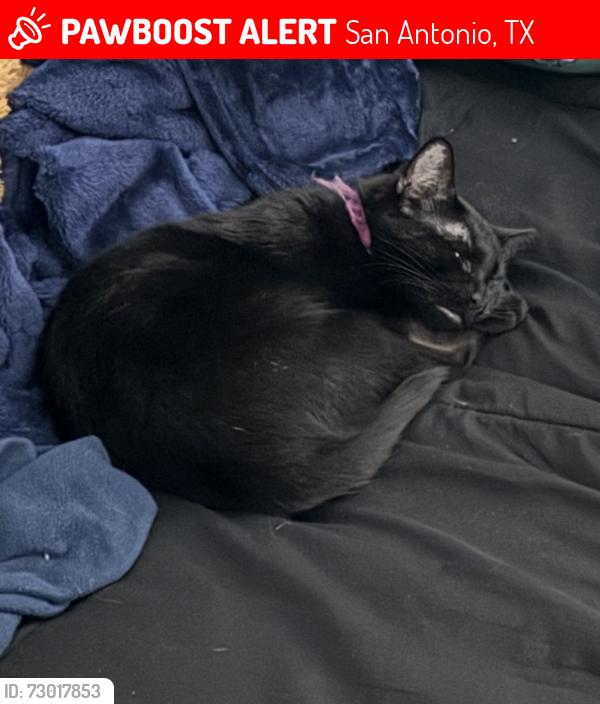 Lost Female Cat last seen Palomino bend , San Antonio, TX 78254
