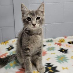 Shelter Stray Male Cat last seen , 2951 S 1st St, Cabot, AR 72023, USA