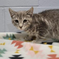 Shelter Stray Male Cat last seen , 2951 S 1st St, Cabot, AR 72023, USA