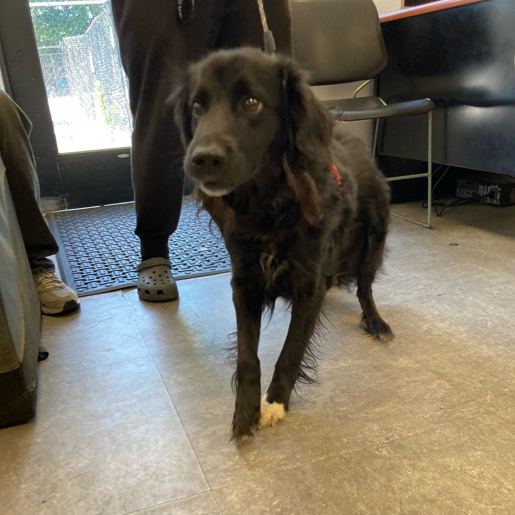 Shelter Stray Female Dog last seen , Animal Care & Control Team of Philly, 111 W Hunting Park Ave, Philadelphia, PA 19140, USA