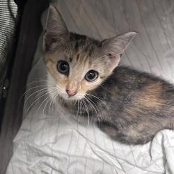 Shelter Stray Unknown Cat last seen , Animal Care & Control Team of Philly, 111 W Hunting Park Ave, Philadelphia, PA 19140, USA