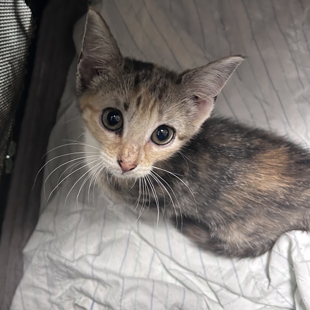 Shelter Stray Unknown Cat last seen , Animal Care & Control Team of Philly, 111 W Hunting Park Ave, Philadelphia, PA 19140, USA