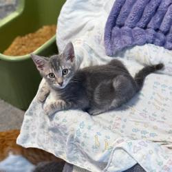 Shelter Stray Male Cat last seen , 8020 Washington St, Port Richey, FL 34668, USA