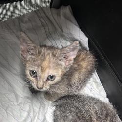 Shelter Stray Unknown Cat last seen , Animal Care & Control Team of Philly, 111 W Hunting Park Ave, Philadelphia, PA 19140, USA