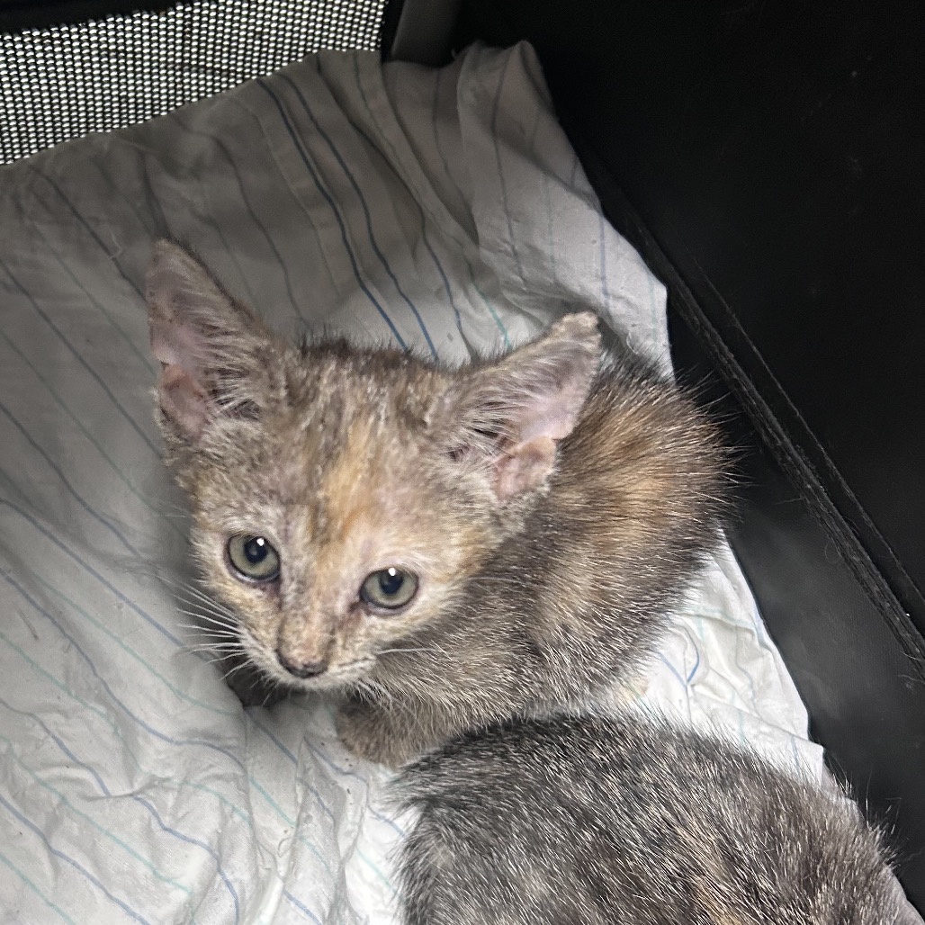 Shelter Stray Unknown Cat last seen , Animal Care & Control Team of Philly, 111 W Hunting Park Ave, Philadelphia, PA 19140, USA
