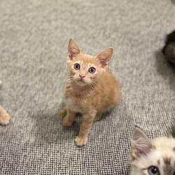 Shelter Stray Male Cat last seen , 8020 Washington St, Port Richey, FL 34668, USA