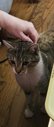 Found/Stray Male Cat last seen West st, to Morningside , Southington, CT 06489