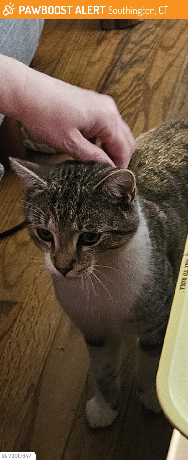 Found/Stray Male Cat last seen West st, to Morningside , Southington, CT 06489