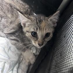 Shelter Stray Unknown Cat last seen , Animal Care & Control Team of Philly, 111 W Hunting Park Ave, Philadelphia, PA 19140, USA