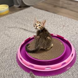 Shelter Stray Female Cat last seen , 8020 Washington St, Port Richey, FL 34668, USA