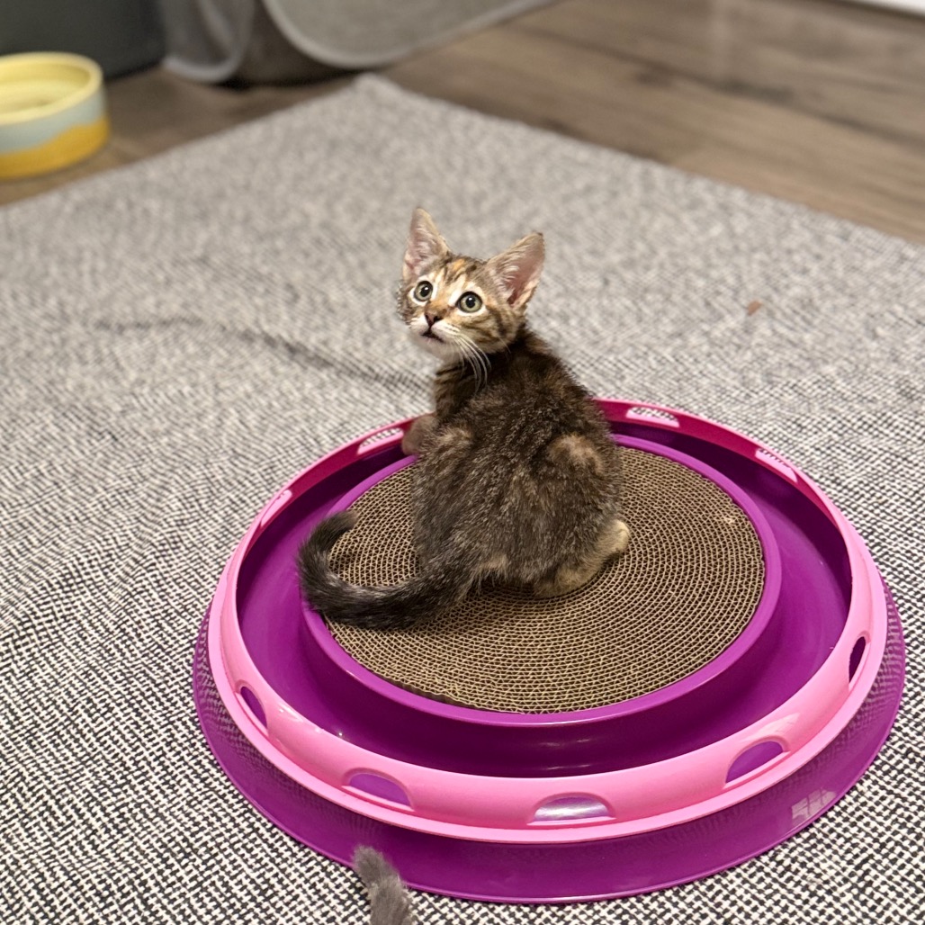 Shelter Stray Female Cat last seen , 8020 Washington St, Port Richey, FL 34668, USA