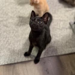 Shelter Stray Female Cat last seen , 8020 Washington St, Port Richey, FL 34668, USA