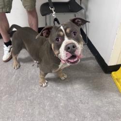 Shelter Stray Male Dog last seen , Animal Care & Control Team of Philly, 111 W Hunting Park Ave, Philadelphia, PA 19140, USA