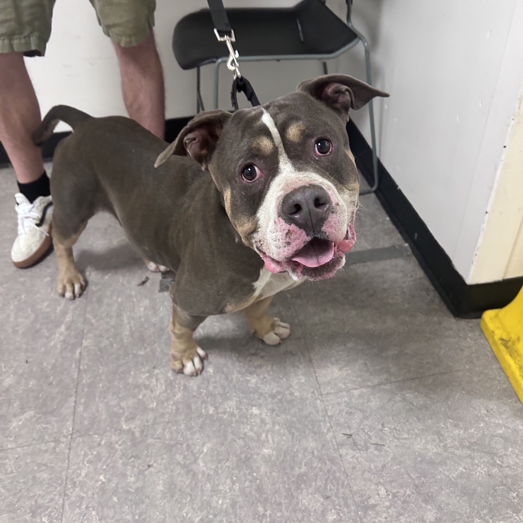 Shelter Stray Male Dog last seen , Animal Care & Control Team of Philly, 111 W Hunting Park Ave, Philadelphia, PA 19140, USA