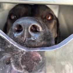 Shelter Stray Female Dog last seen , Animal Care & Control Team of Philly, 111 W Hunting Park Ave, Philadelphia, PA 19140, USA