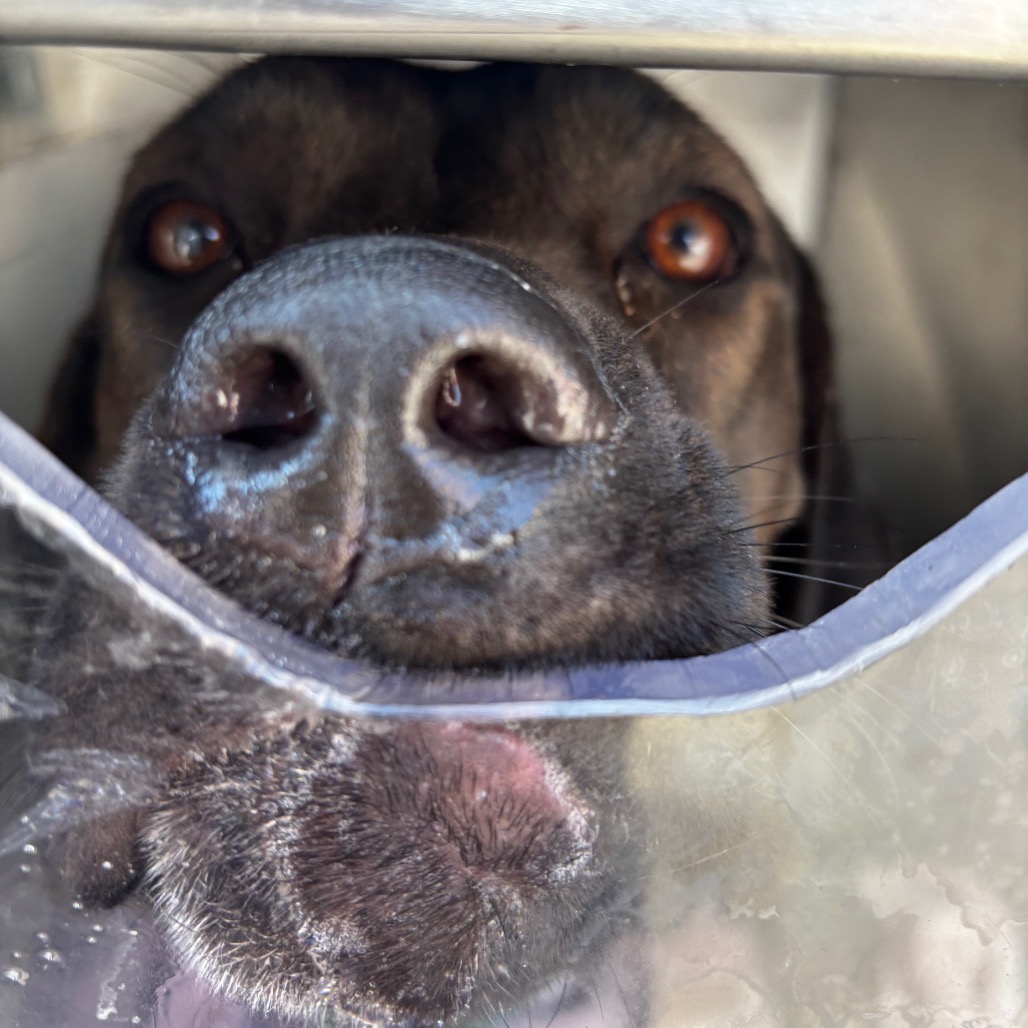 Shelter Stray Female Dog last seen , Animal Care & Control Team of Philly, 111 W Hunting Park Ave, Philadelphia, PA 19140, USA