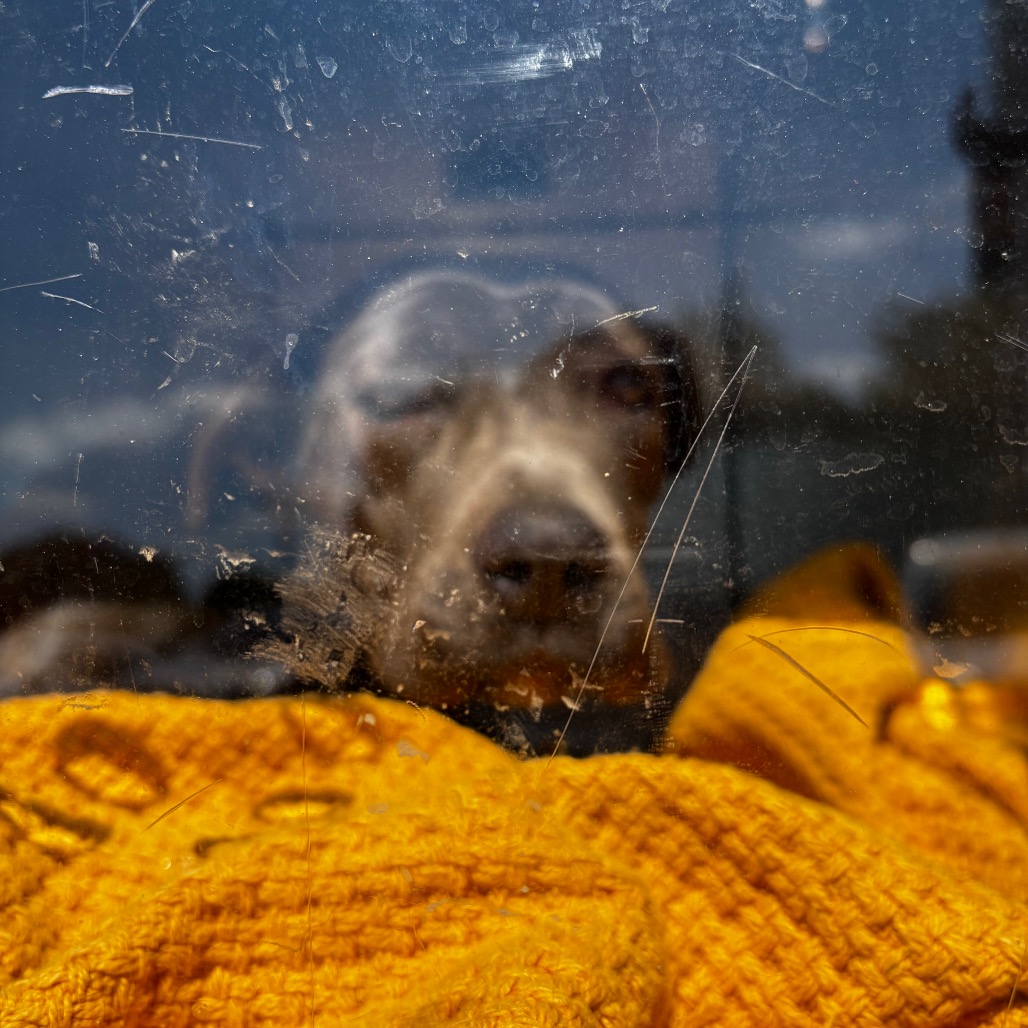 Shelter Stray Female Dog last seen , Animal Care & Control Team of Philly, 111 W Hunting Park Ave, Philadelphia, PA 19140, USA