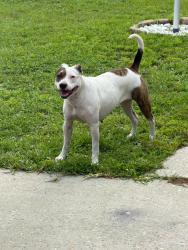 Found/Stray Female Dog last seen Star ave and melody Ln, Callaway, FL 32404