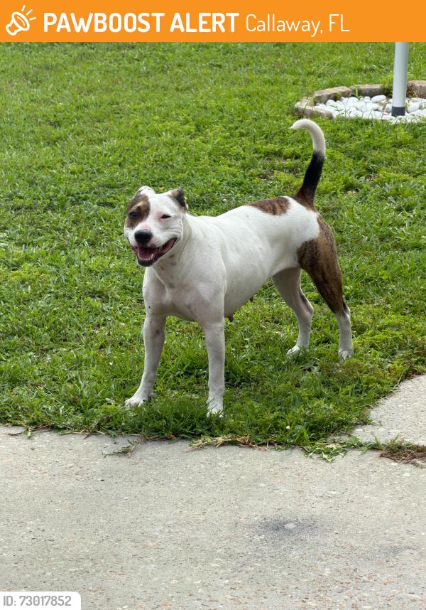 Found/Stray Female Dog last seen Star ave and melody Ln, Callaway, FL 32404