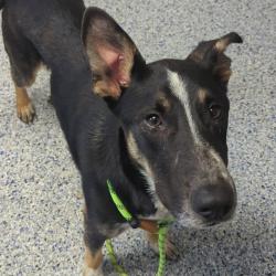 Shelter Stray Male Dog last seen , 328 Furman Hall Rd, Greenville, SC 29609, USA