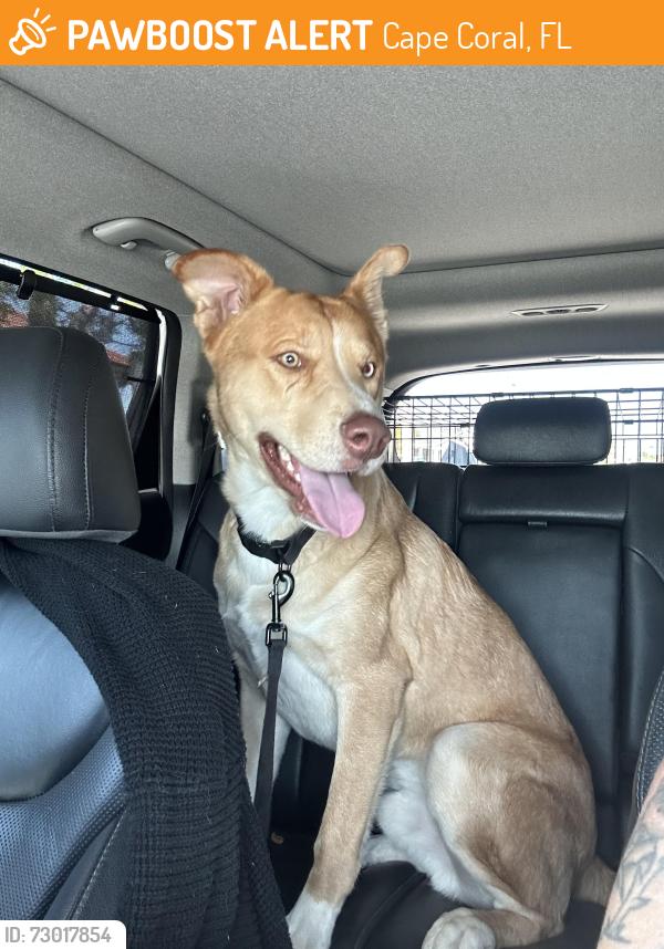 Found/Stray Male Dog last seen NE. 11th St. and NE. 2nd Pl., Cape Coral, FL 33909
