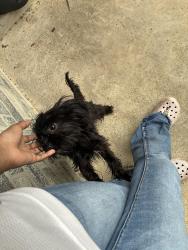 Lost Female Dog last seen Keystone and mackinaw , Cypress, TX 77429