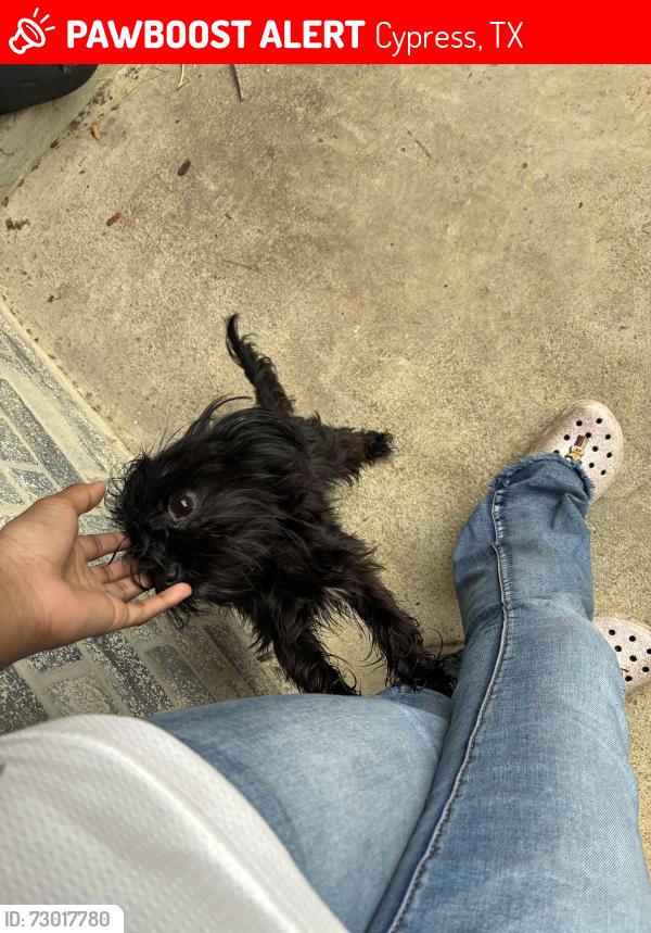 Lost Female Dog last seen Keystone and mackinaw , Cypress, TX 77429