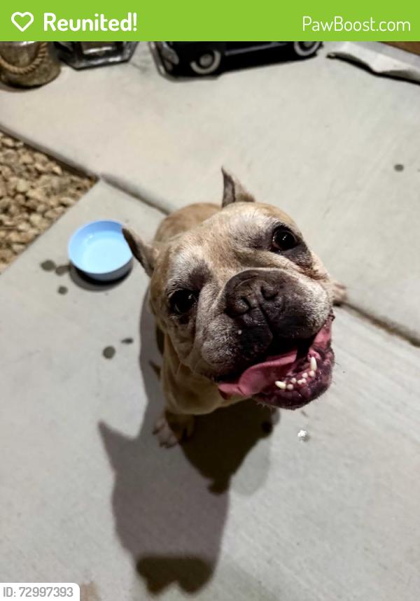 Reunited Male Dog last seen Pit neighborhood , Las Vegas, NV 89147
