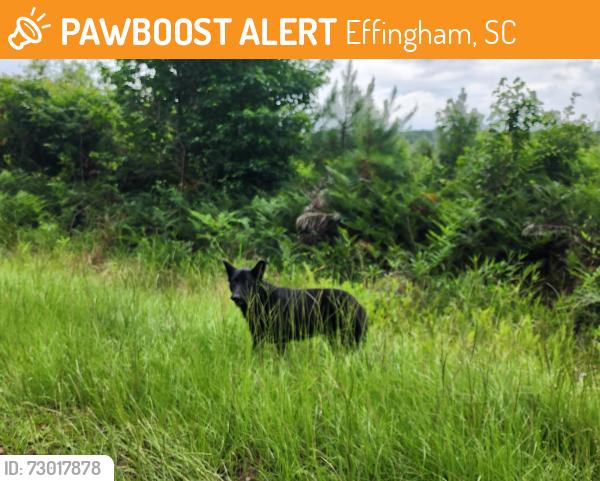 Found/Stray Unknown Dog last seen Near Francis Marion, Effingham, SC 29541