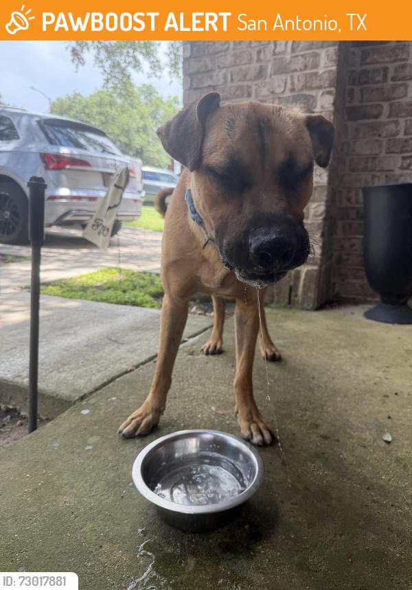 Found/Stray Male Dog last seen Medio creek, San Antonio, TX 78245