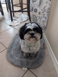 Lost Female Dog last seen Ventanas area. , El Paso, TX 79938