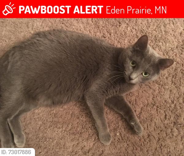 Lost Female Cat last seen Hallmark drive , Eden Prairie, MN 55346