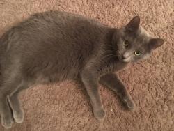 Lost Female Cat last seen Hallmark drive , Eden Prairie, MN 55346