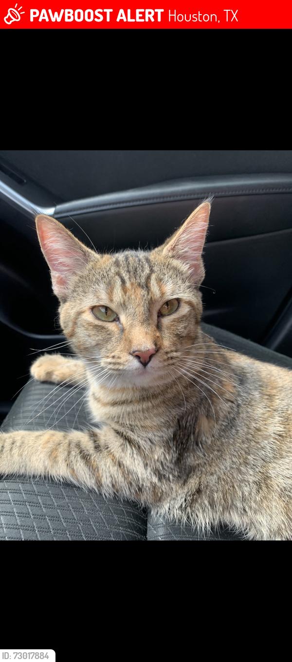 Lost Female Cat last seen Ocean city blvd, Houston, TX 77070