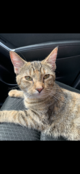 Lost Female Cat last seen Ocean city blvd, Houston, TX 77070