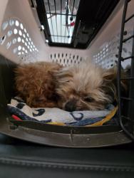 Found/Stray Male Dog last seen My OC Dental Care, Garden Grove, CA 92843