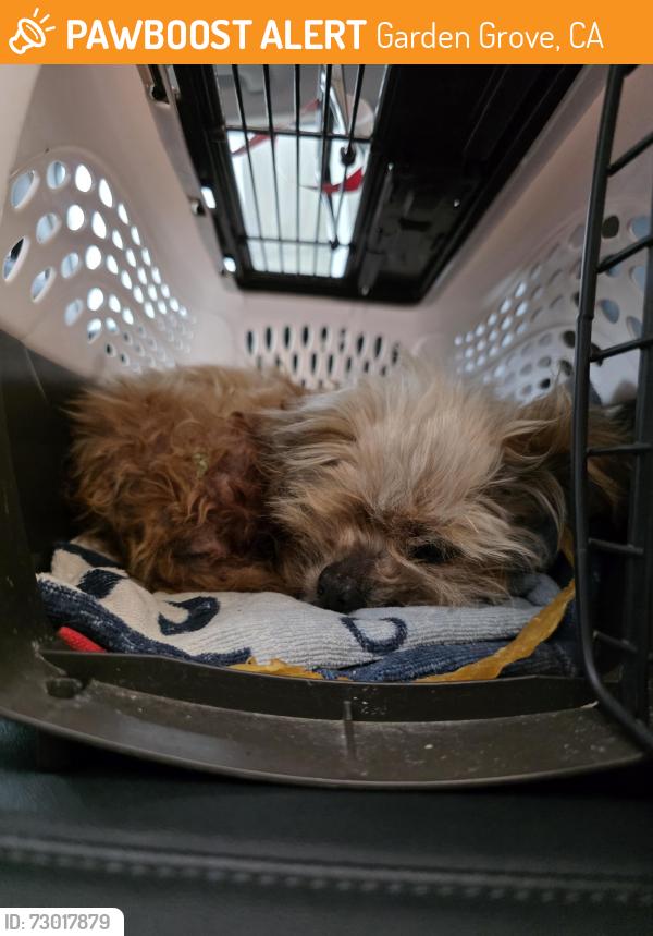 Found/Stray Male Dog last seen My OC Dental Care, Garden Grove, CA 92843