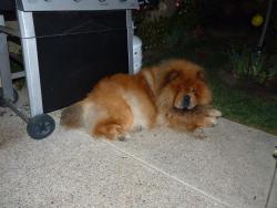 Reunited Male Dog last seen Serrano, Orange, CA 92867