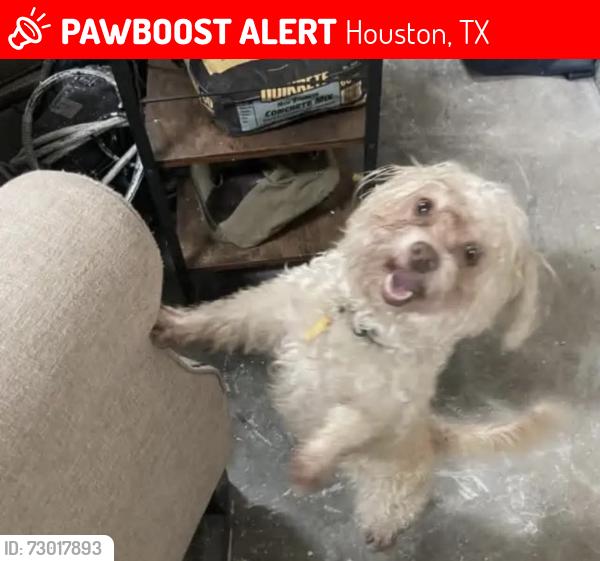 Lost Female Dog last seen Sawmill Trail, Houston, TX 77040