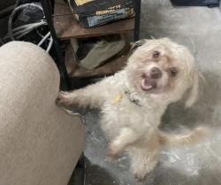 Lost Female Dog last seen Sawmill Trail, Houston, TX 77040