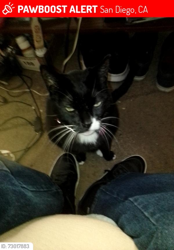 Lost Male Cat last seen 54th and College , San Diego, CA 92115