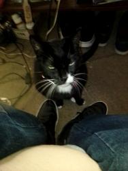 Lost Male Cat last seen 54th and College , San Diego, CA 92115