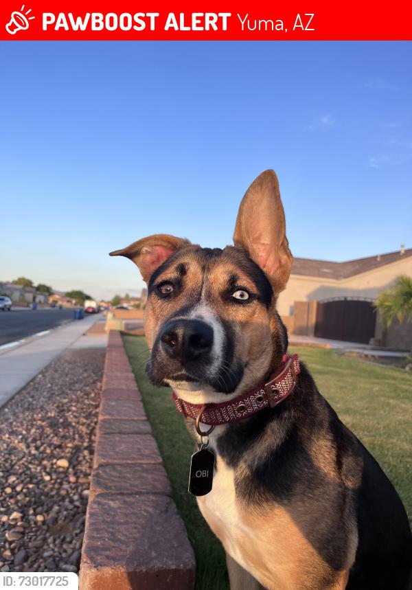 Lost Female Dog last seen Villa Chaperal Foothills, Yuma, AZ 85367