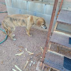 Found/Stray Male Dog last seen Peters Road & Guinn, Casa Grande, AZ 85293