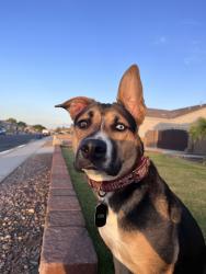 Lost Female Dog last seen Villa Chaperal Foothills, Yuma, AZ 85367