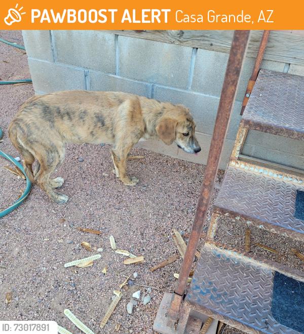 Found/Stray Male Dog last seen Peters Road & Guinn, Casa Grande, AZ 85293