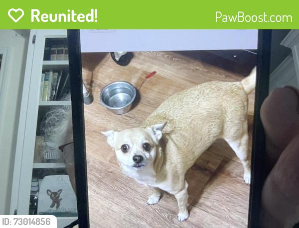 Reunited Male Dog last seen Kerr St/Nunes Ave Castro Valley, Castro Valley, CA 94546