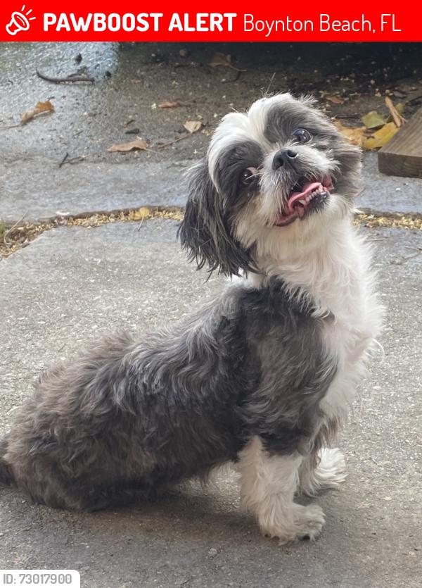Lost Female Dog last seen Lawerence rd, Boynton Beach, FL 33436